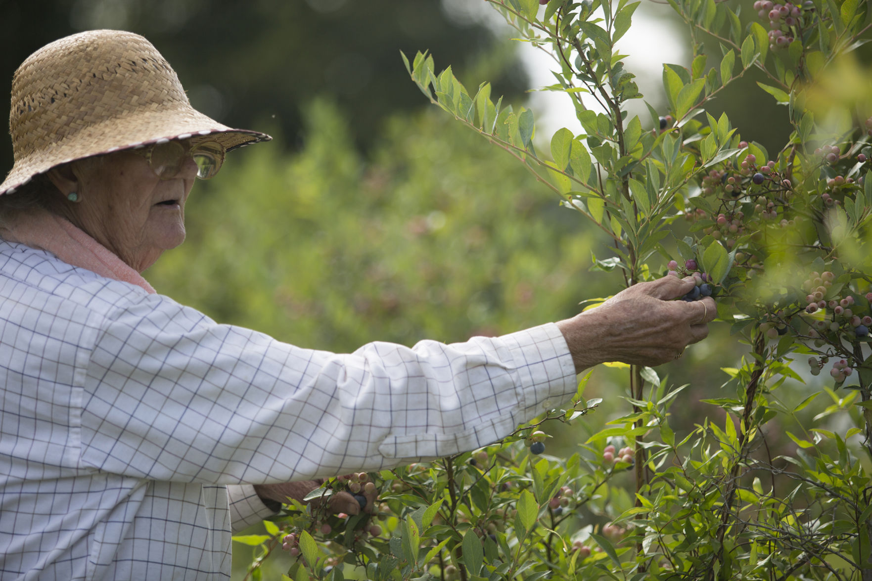 Blueberry Havens 2014